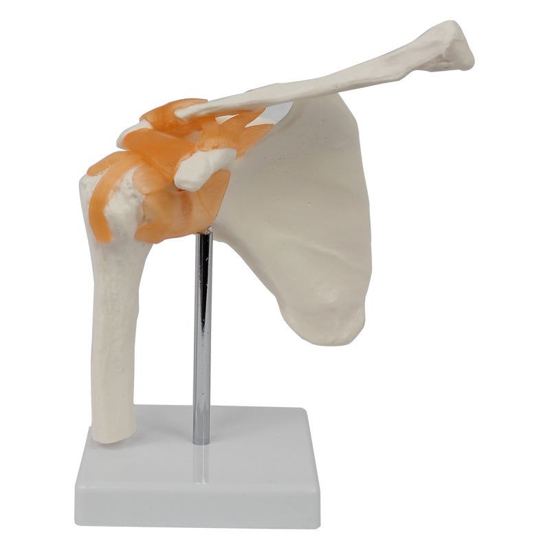 image-Revitalize Shoulder Joint Model - PVC Medical Training