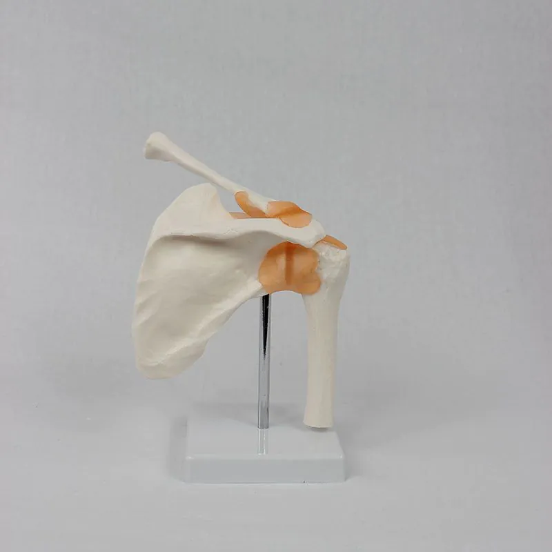 image-Revitalize Shoulder Joint Model - PVC Medical Training
